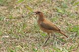 Rufous Horneroborder=